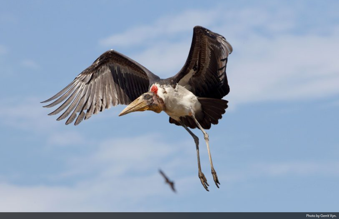 Meet the Indian Scientist Who Gave the Greater Adjutant Stork an Image Makeover